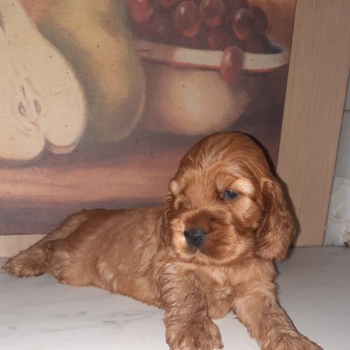 A réserver chiots cocher anglais lof #0