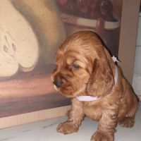 A réserver chiots cocher anglais lof #1