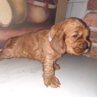A réserver chiots cocher anglais lof #3