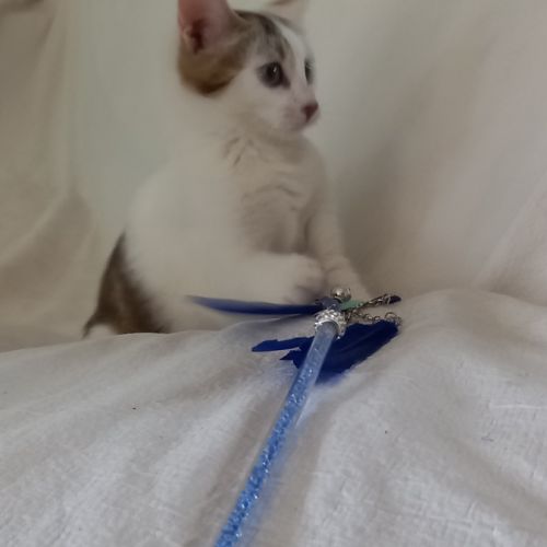 Chaton femelle 4 mois
