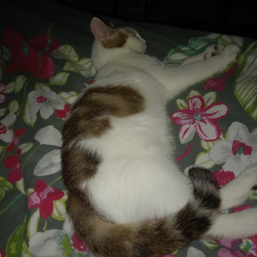 Chaton femelle 4 mois #4