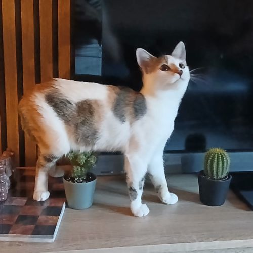 Chaton femelle 4 mois #5