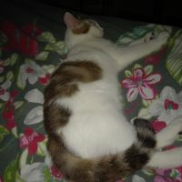 Chaton femelle 4 mois #4