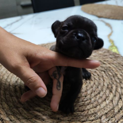 Chiot bouledogue francais #0