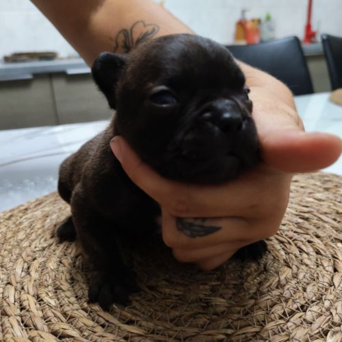 Chiot bouledogue francais #2