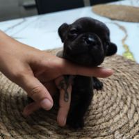 Chiot bouledogue francais