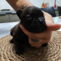 Chiot bouledogue francais #2