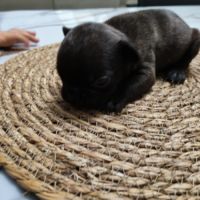 Chiot bouledogue francais #3