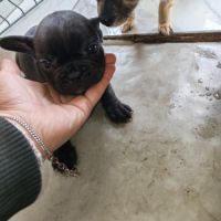 Chiot bouledogue francais