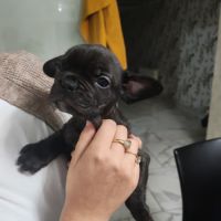 Chiot bouledogue francais