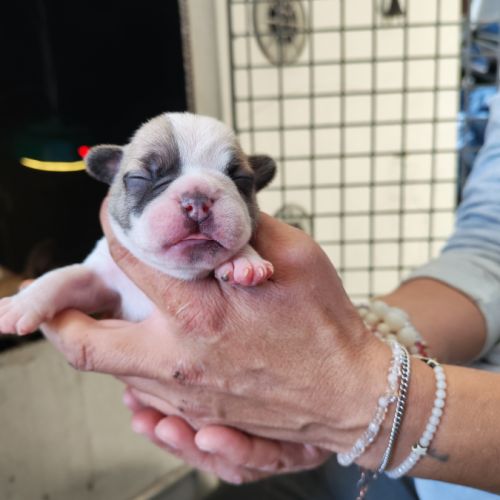 Chiot bouledogue francais #0