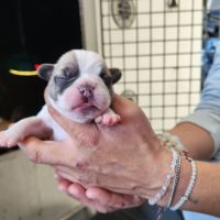 Chiot bouledogue francais