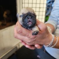 Chiot bouledogue francais #2