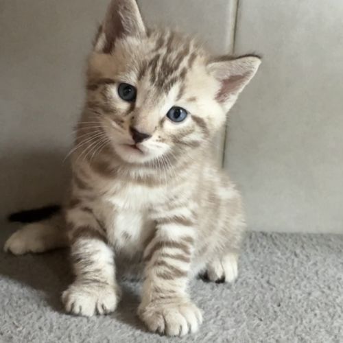 Chaton bengal loof #0