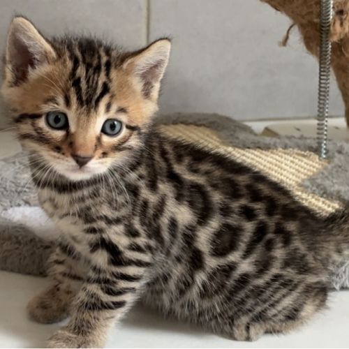 Chaton bengal loof #2