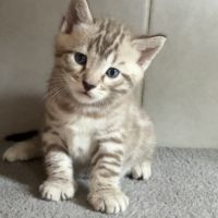 Chaton bengal loof