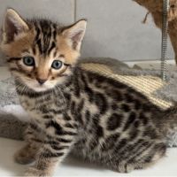 Chaton bengal loof #2