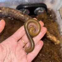 Telodenopus aoutii #1