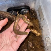 Telodenopus aoutii
