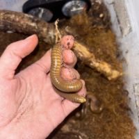 Telodenopus aoutii #3