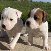 Chiots jack russell à reserver