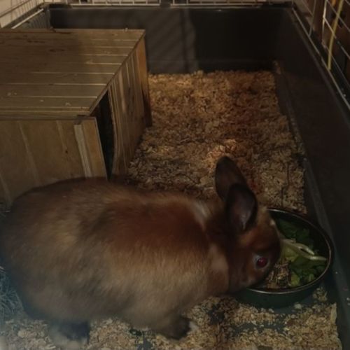 Vends blue lapin nain 1 an #3
