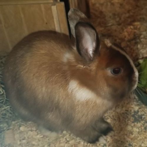 Vends blue lapin nain 1 an