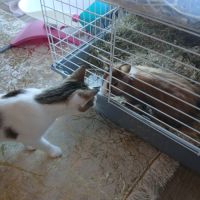 Vends blue lapin nain 1 an #1