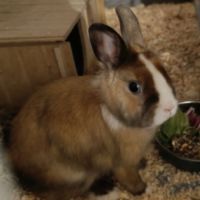 Vends blue lapin nain 1 an #2
