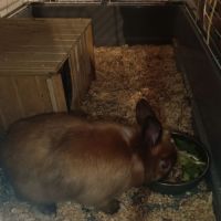 Vends blue lapin nain 1 an #3