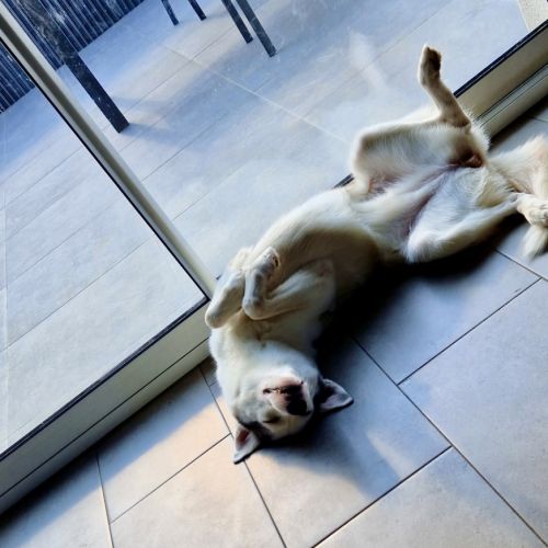 Piama husky femelle #1