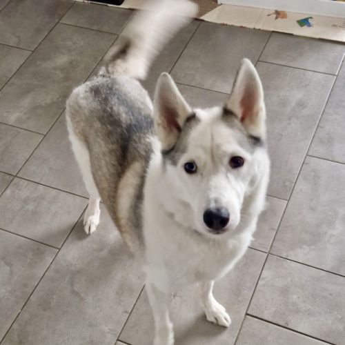 Piama husky femelle #2