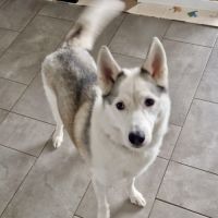 Piama husky femelle #2