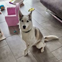 Piama husky femelle