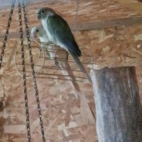 Conure molinae