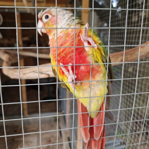 Conure ananas dominante rouge #0