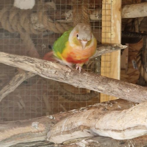 Conure ananas dominante rouge #2