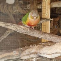 Conure ananas dominante rouge #2