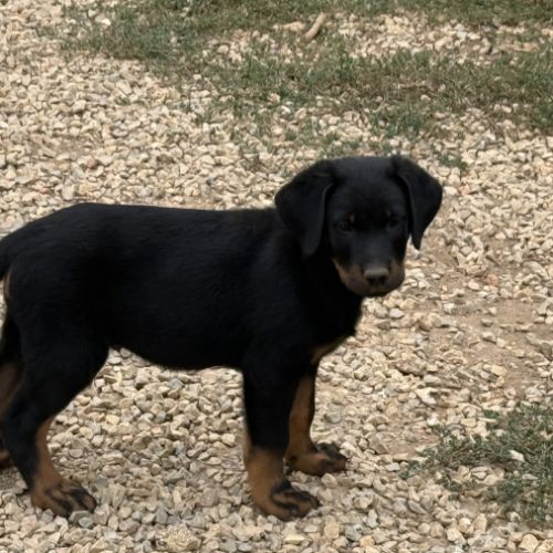 Chiots beaucerons (berger de beauce) lof #2