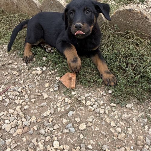 Chiots beaucerons (berger de beauce) lof #4