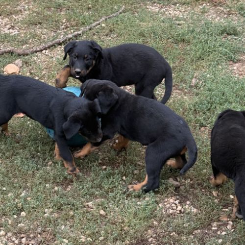 Chiots beaucerons (berger de beauce) lof #6