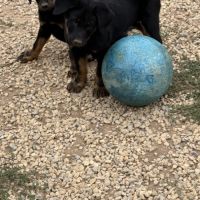 Chiots beaucerons (berger de beauce) lof #1