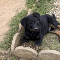 Chiots beaucerons (berger de beauce) lof