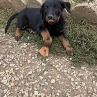 Chiots beaucerons (berger de beauce) lof #4
