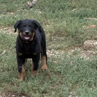 Chiots beaucerons (berger de beauce) lof #5