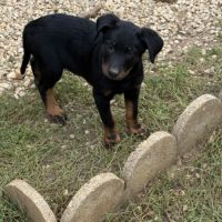 Chiots beaucerons (berger de beauce) lof #7