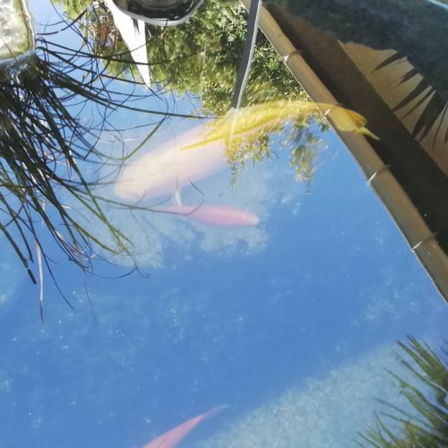 Carpe koi orange #1