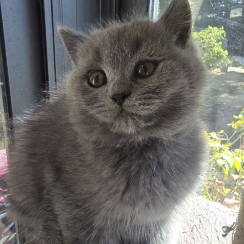 Chatons british shorthair loof #1