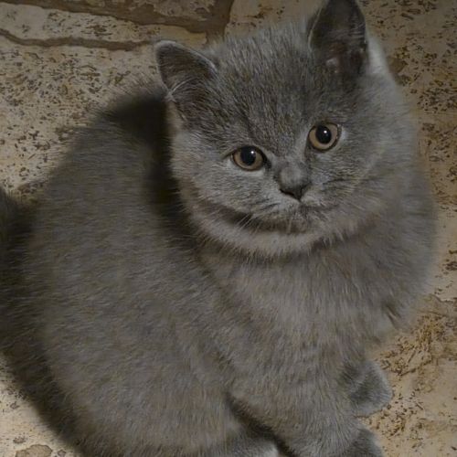 Splendide chatonne british shorthair bleue loof