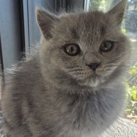 Chatons british shorthair loof